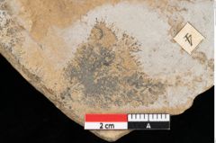 Foto (Detailansicht) von Pinus palaeostrobus Ettingshausen (NHMW-GEO-2024-0188-0213)